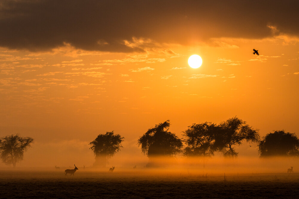 Photo taken by a professional photographer of an orange-hued sunset or sunrise with trees and animals dotting the landscape