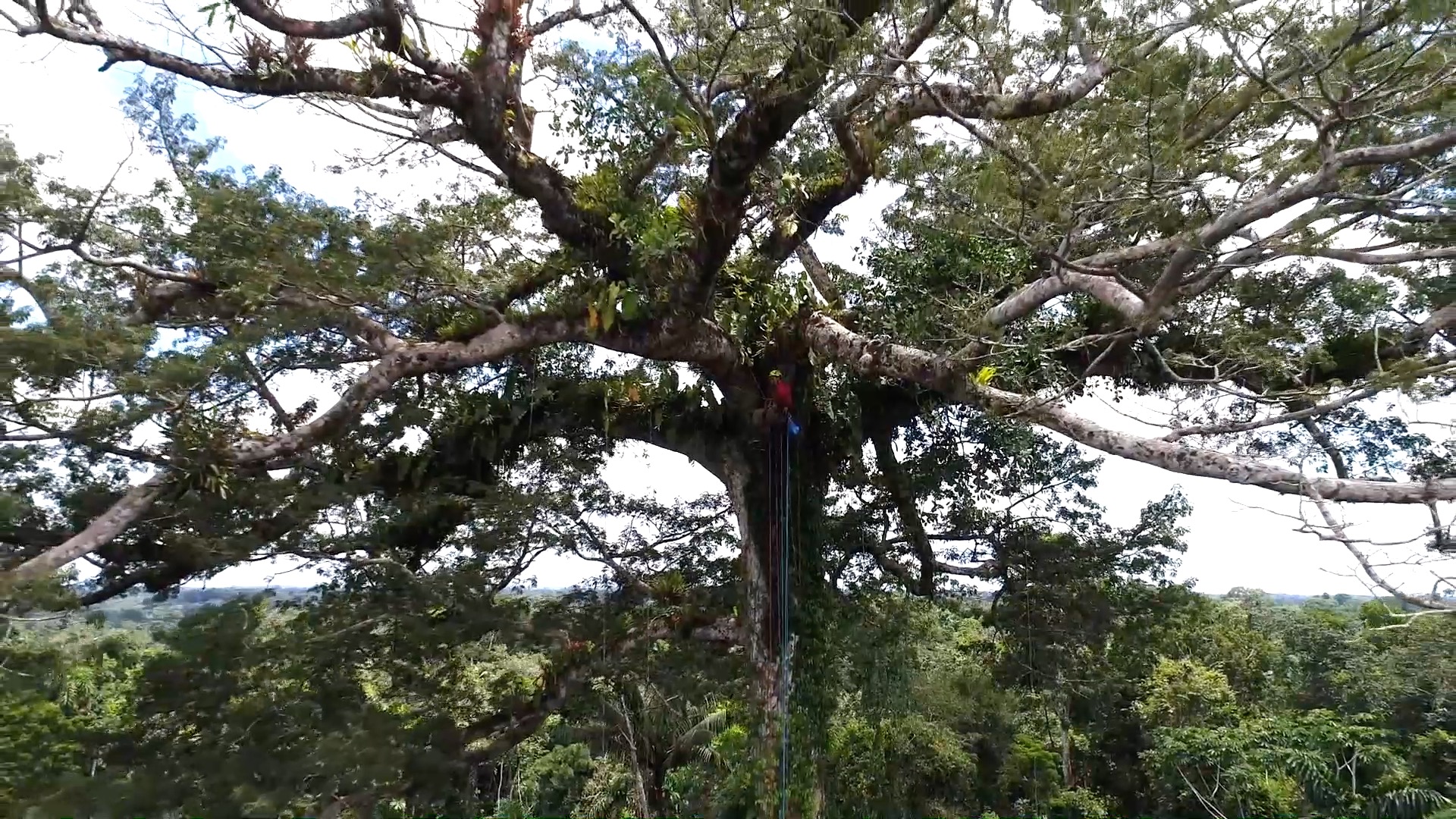 Zoomed out shot of person in climbing gear climbing a large tree in a jungle/forest